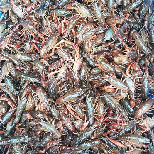 重庆市清水小龙虾 456钱 人工养殖 