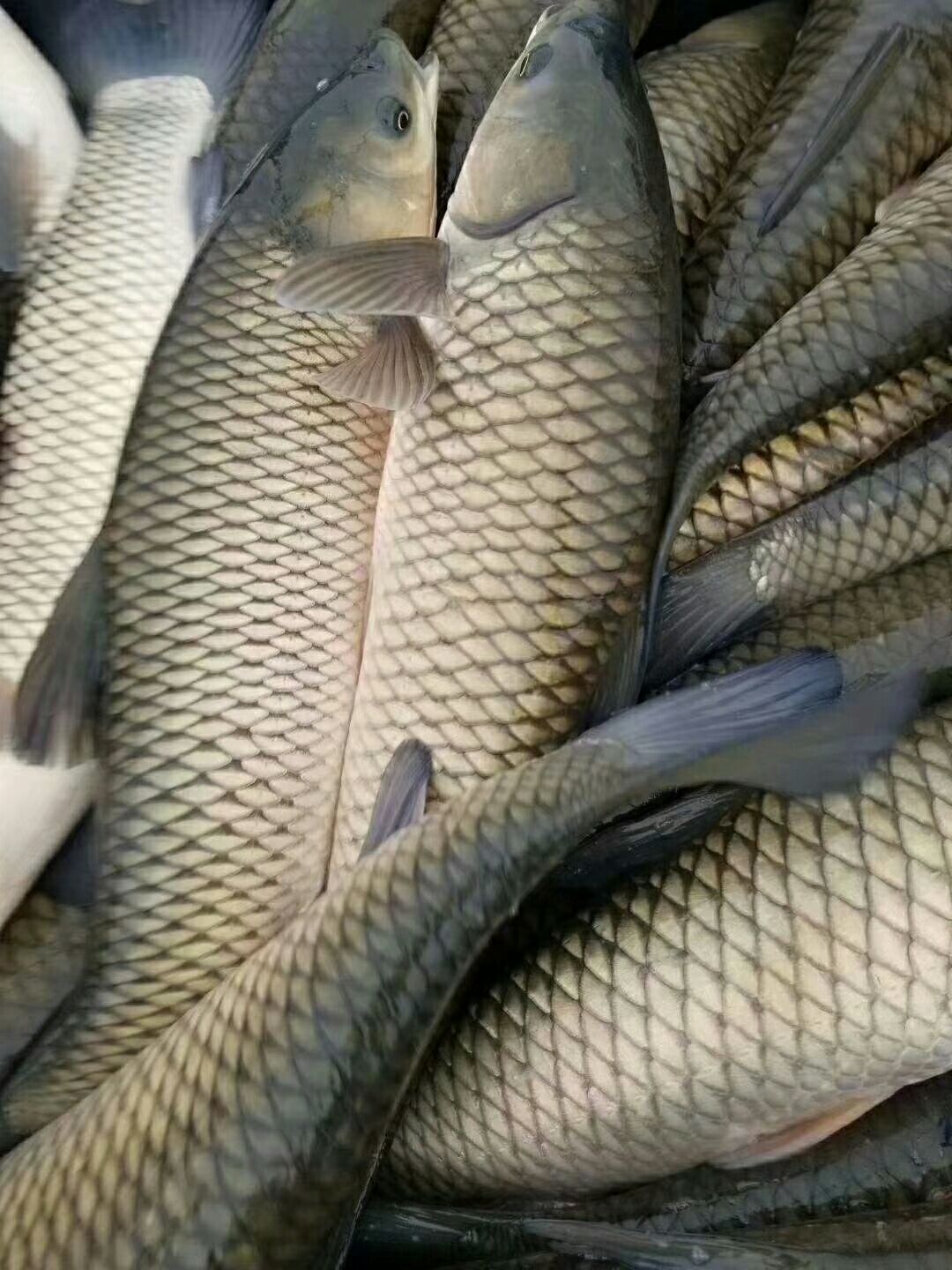  渔场直销 脆肉鲩鱼苗 鲩鱼苗 淡水养殖