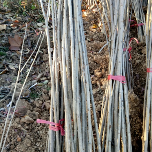 绛县俄罗斯8号樱桃苗 