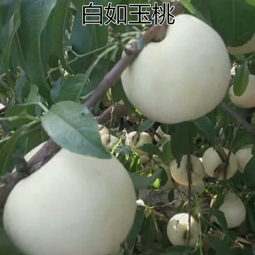 平邑县白如玉桃树苗 0.5~1米 