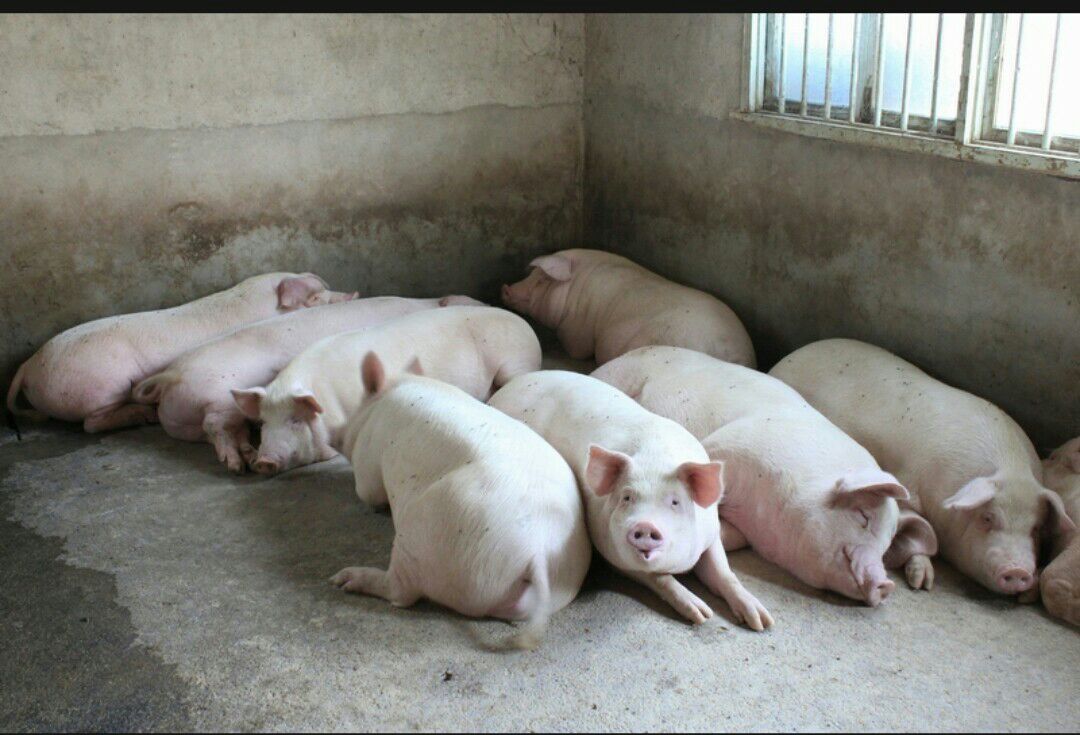 土杂猪 300斤以上