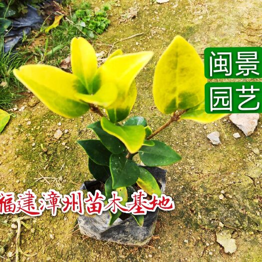 金叶女贞  福建漳州
