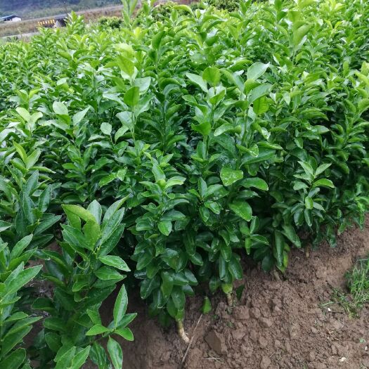 柳城县砂糖橘苗 嫁接苗 0.5~1米