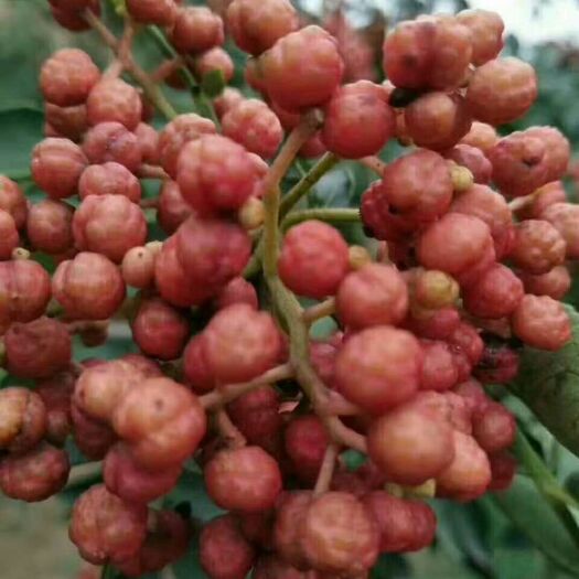 韩城市无刺花椒苗 