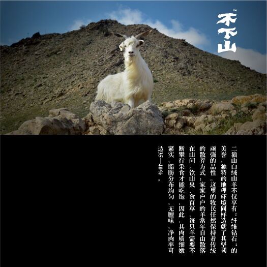 巴彦淖尔白山羊 30-50斤 