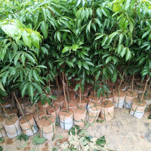 灵山县桂味荔枝苗