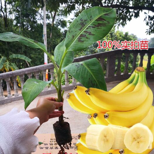 灵山县 威廉斯B6香蕉苗带杯发货，苗高10-25公分左右