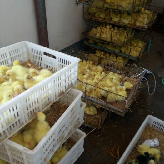 阳信县大三花鹅苗 