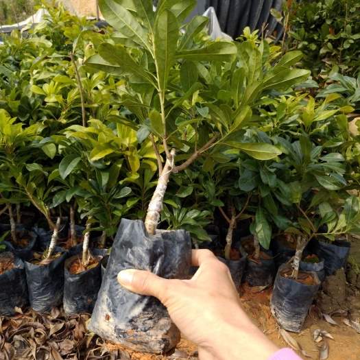 灵山县东槐杨梅苗 