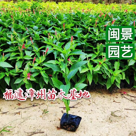 漳浦县大花芦莉 