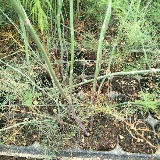 曹县芦笋根  紫色水果芦笋 种根 1年四季种植蔬菜花卉绿植阳台盆