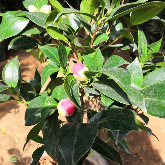 沭阳县 香妃茶花