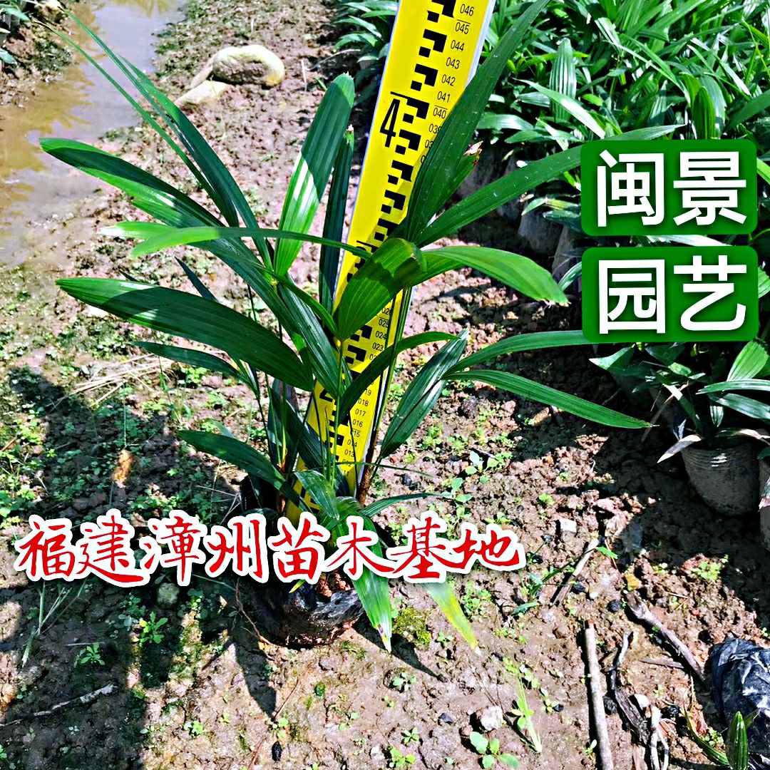 棕竹 高30到40厘米福建漳州苗木基地