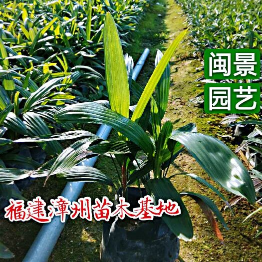 漳浦县棕竹 高30到40厘米福建漳州苗木基地
