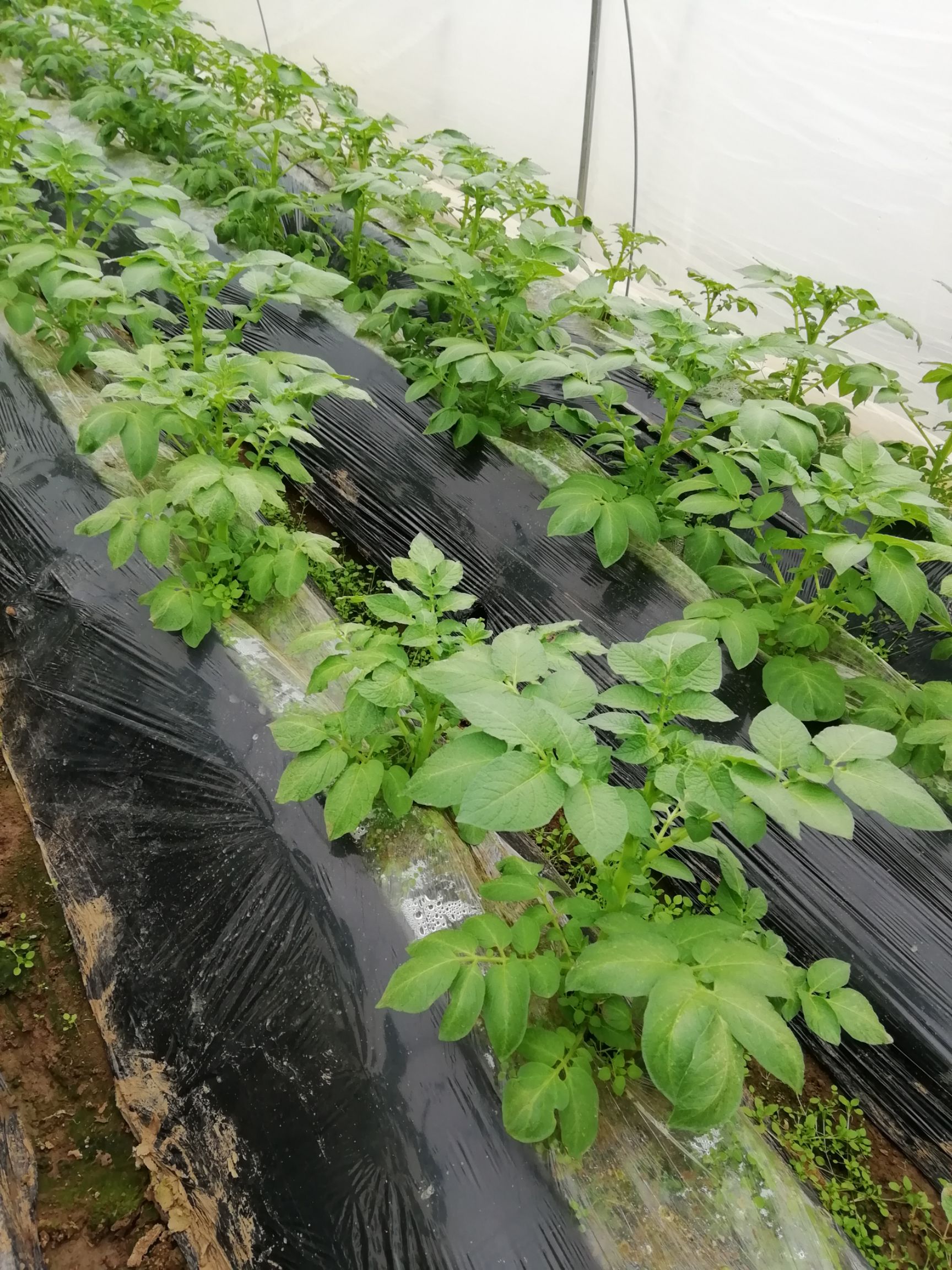 荷兰15号土豆 统货 