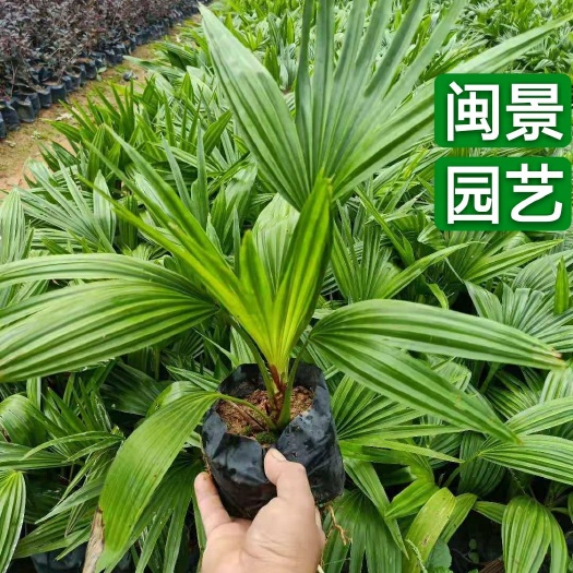 漳浦县蒲葵高度20到30厘米福建漳州苗木基地