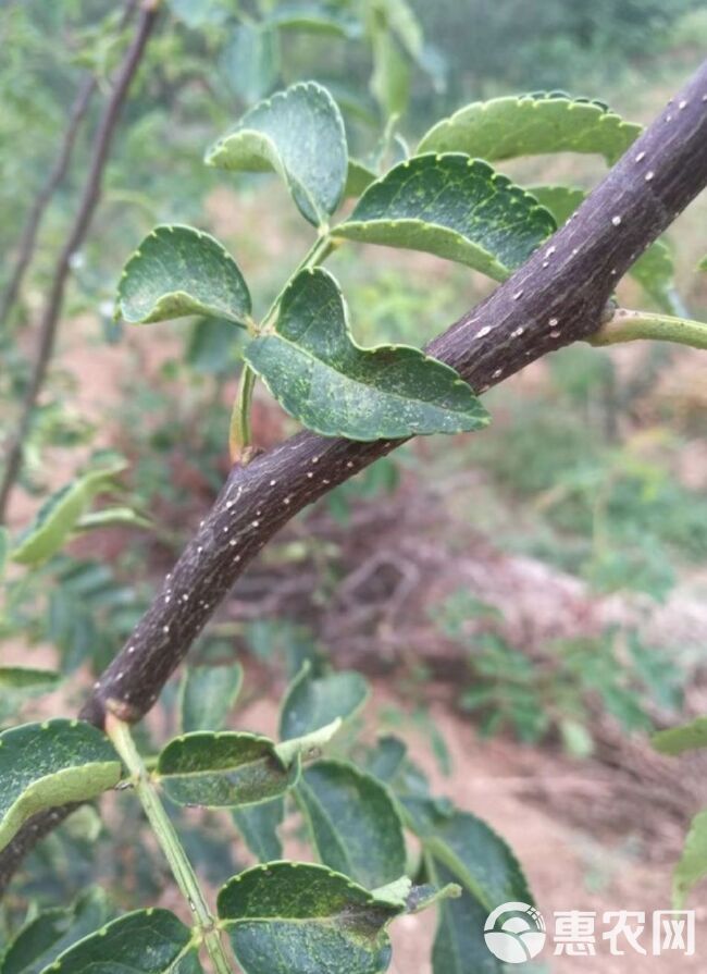 大红袍花椒苗 