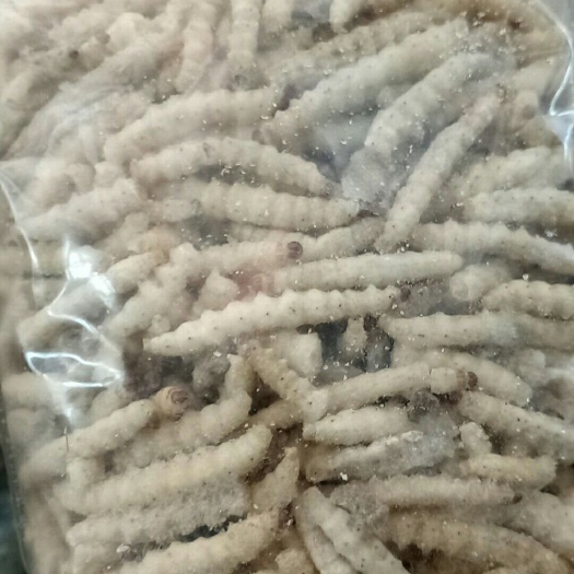 沂水县竹虫，无水无冰，