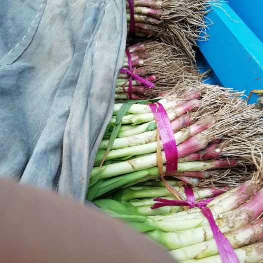 金乡县 大量供应红根蒜苗