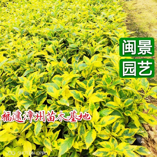 漳浦县金边连翘 
