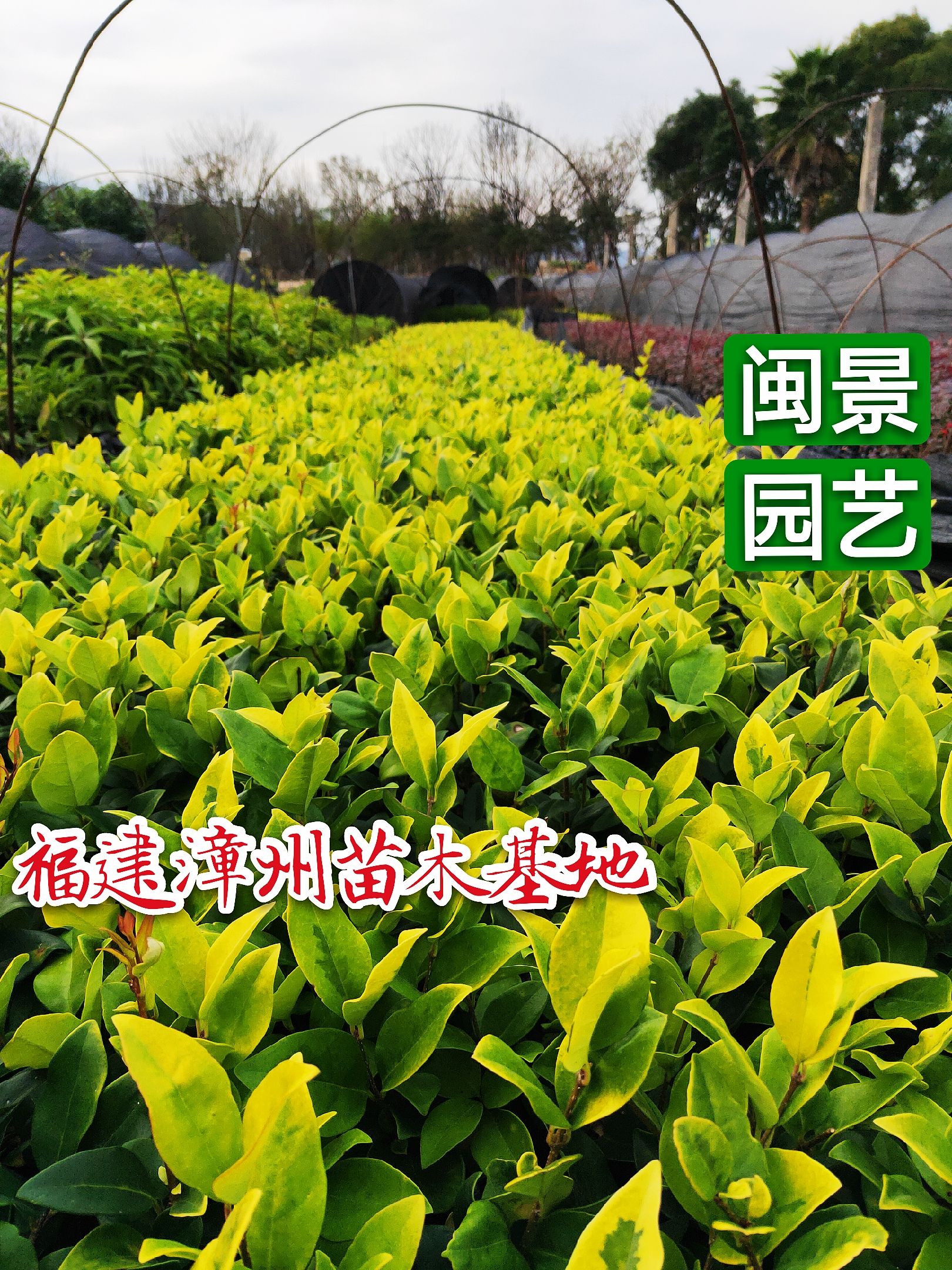 金叶女贞  福建漳州