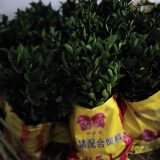 瑞金市纽荷尔脐橙苗 移栽苗 0.5米以下 
