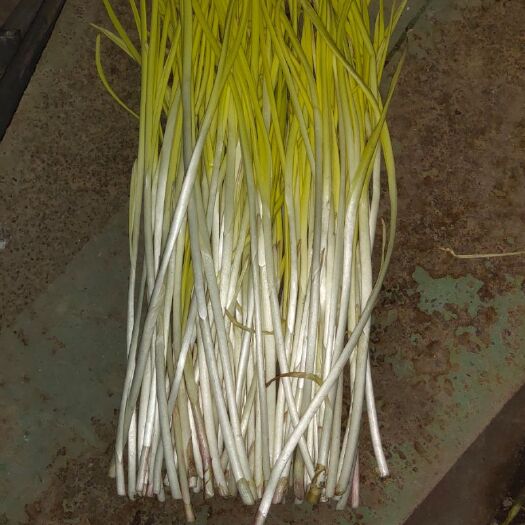 犍为县蒜黄 40 - 45cm 