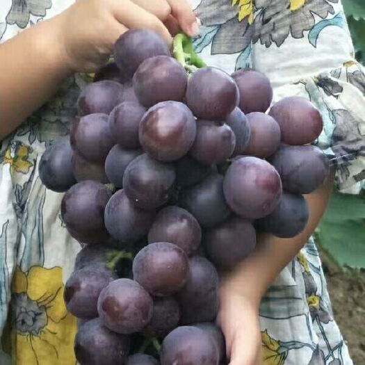 泰安夏黑葡萄苗 