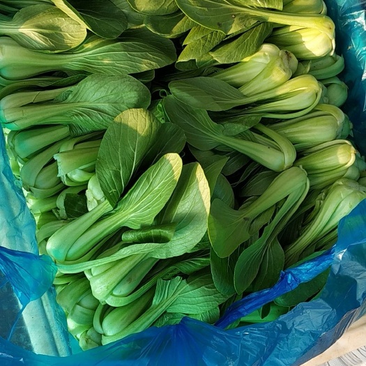 南通金品28青梗菜 1~2两 