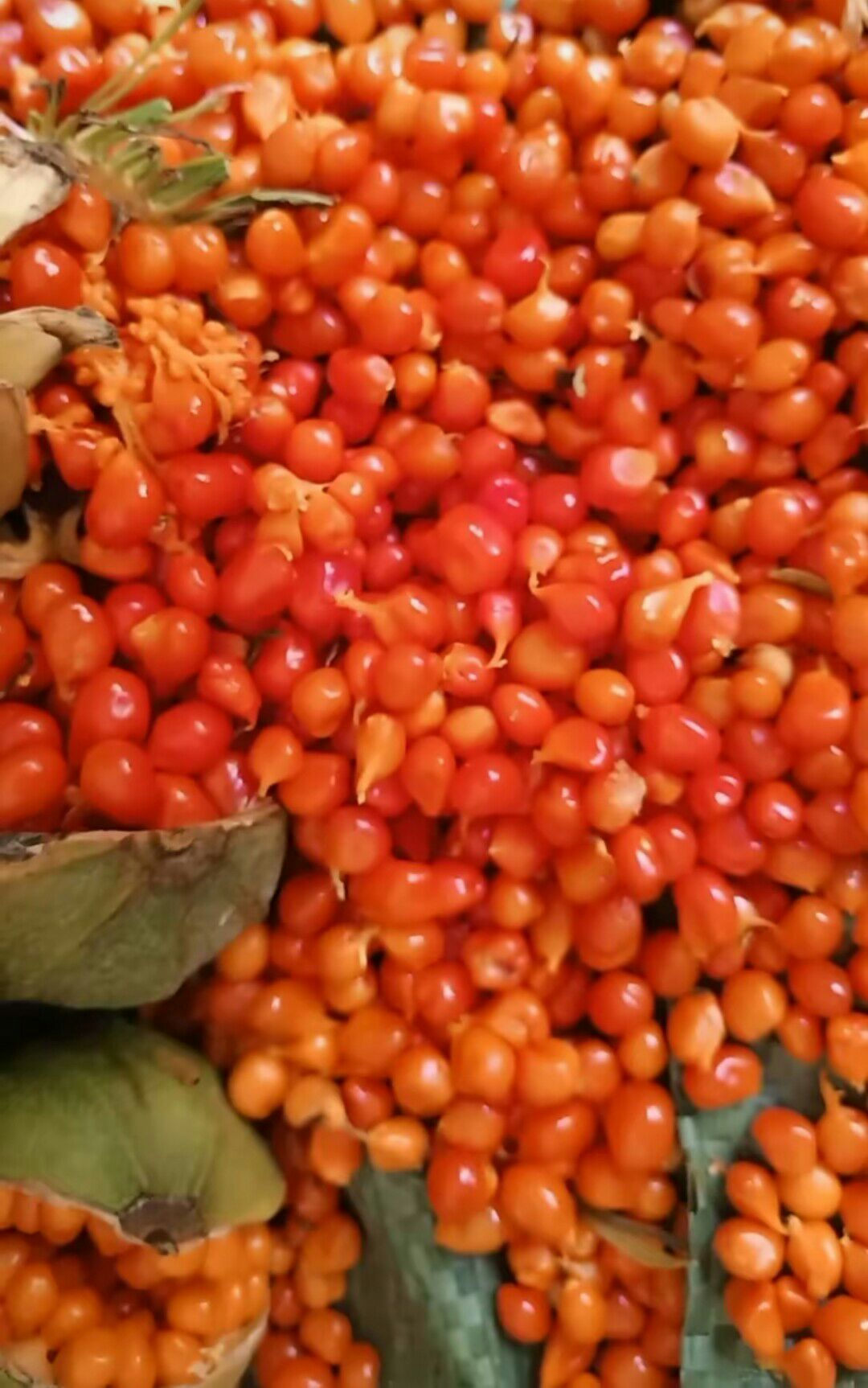 云南重楼种子  滇重楼