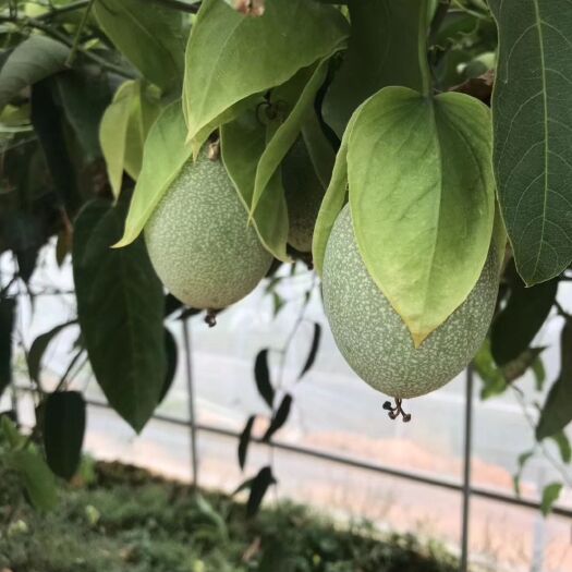 灵山县荔枝味百香果苗 