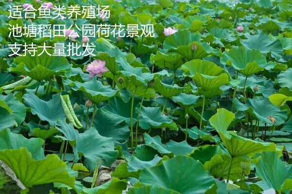 沭阳县珍珠莲藕种 水洗藕