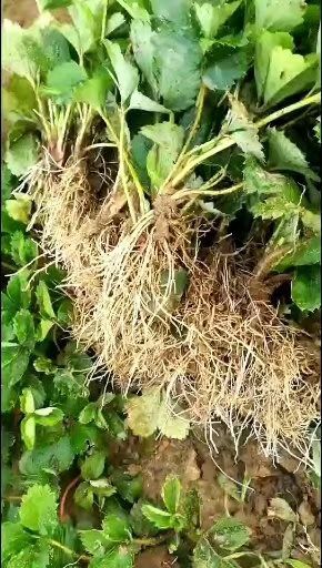 临沂红颜草莓苗 10公分以下 地栽苗 