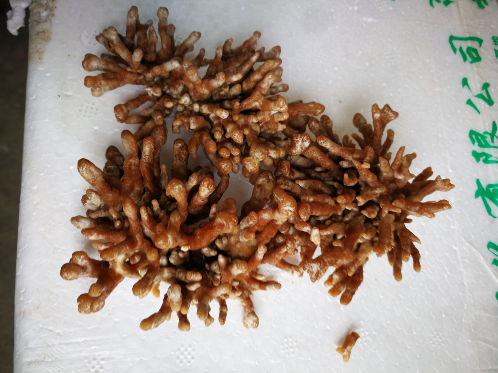 中牟县龙爪菇 鲜货 人工种植 箱装 
