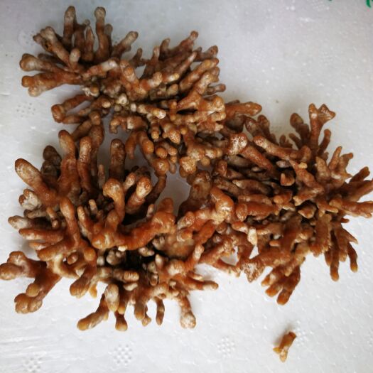 中牟县龙爪菇 鲜货 人工种植 箱装 