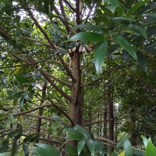 仁化县窄叶竹柏