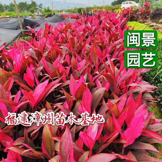 漳浦县朱焦盆栽 