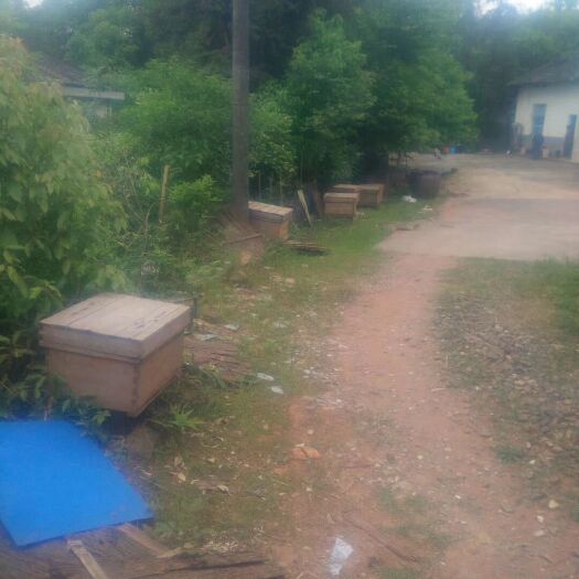 浏阳市土蜂蜜 塑料瓶装 2年以上  