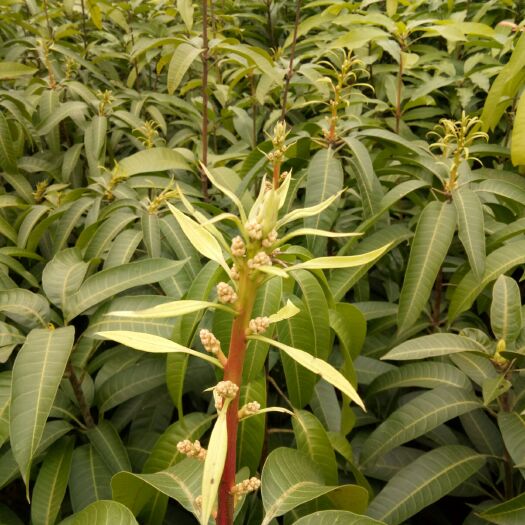 灵山县贵妃芒果苗 