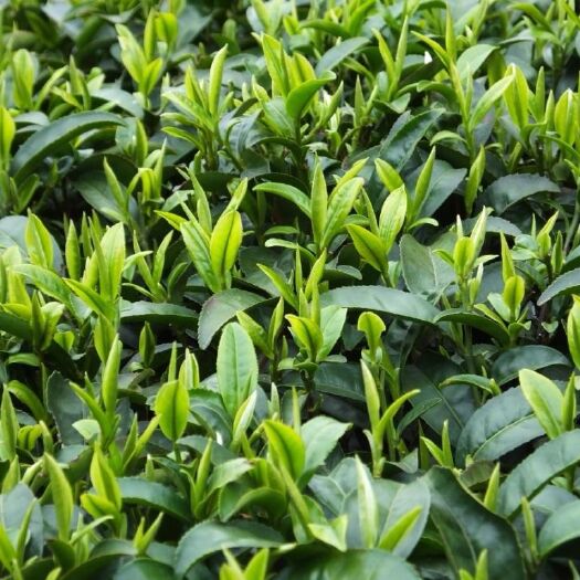 三江县红茶树苗 嫁接苗 0.5米以下 