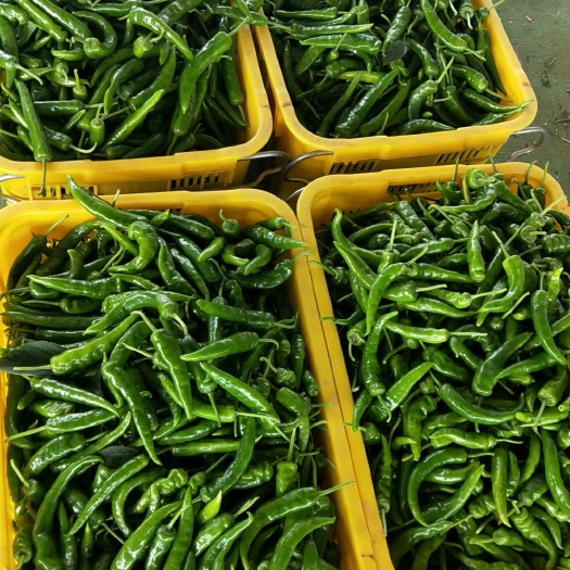 湛江湘研15号辣椒 15~20cm 微辣 靑色 
