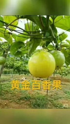 灵山县黄金百香果苗 
