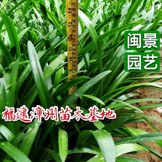 漳州蜘蛛兰 不含盆