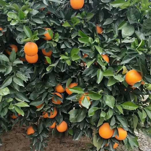 枝江市纽荷尔脐橙苗  脐橙苗，品种纯正，品质保证，