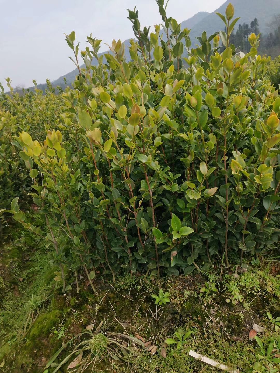 白茶树苗 嫁接苗 0.5~1米 