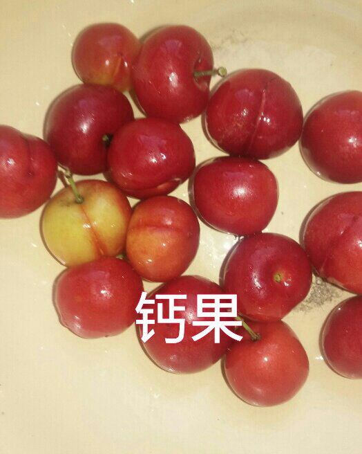 绛县钙果苗 0.5米以下 