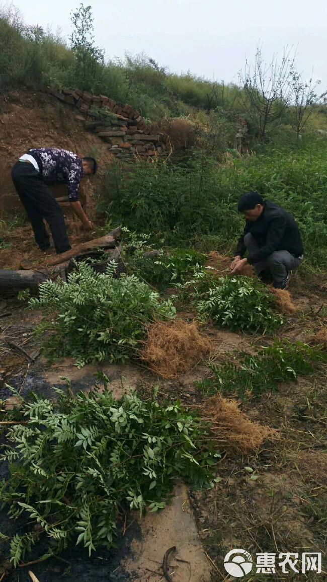 大红袍花椒苗 