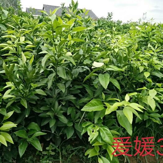 枝江市爱媛38号柑桔苗 嫁接苗 0.35~0.5米