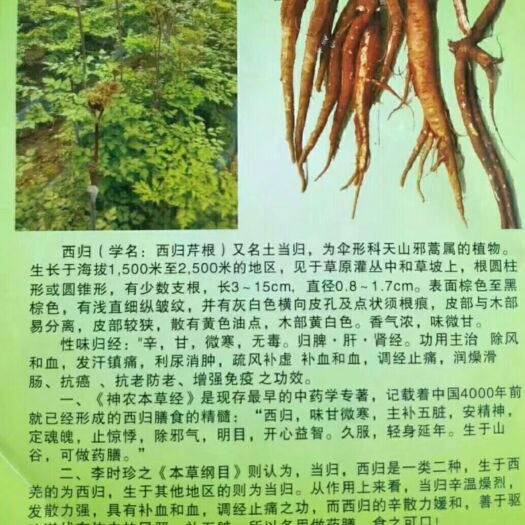 曲靖鲜当归  甜当归，西归