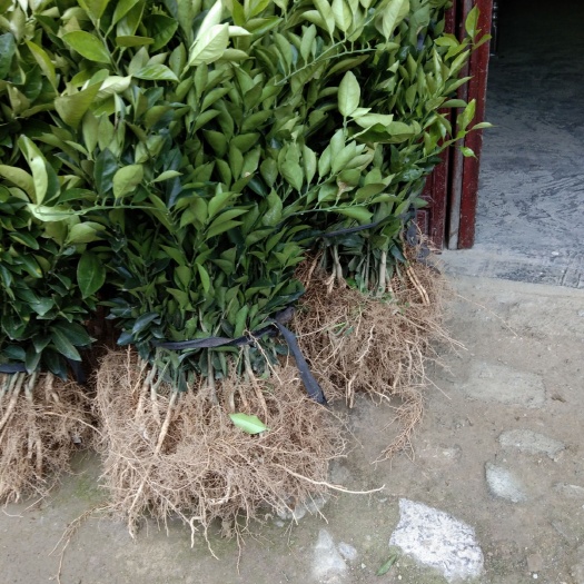 秀山纽荷尔脐橙苗 0.5~1米 嫁接苗